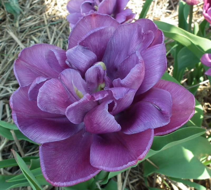 TULIPANY PEŁNE PURPLE JACKET CEBULKI TULIPANÓW 5x