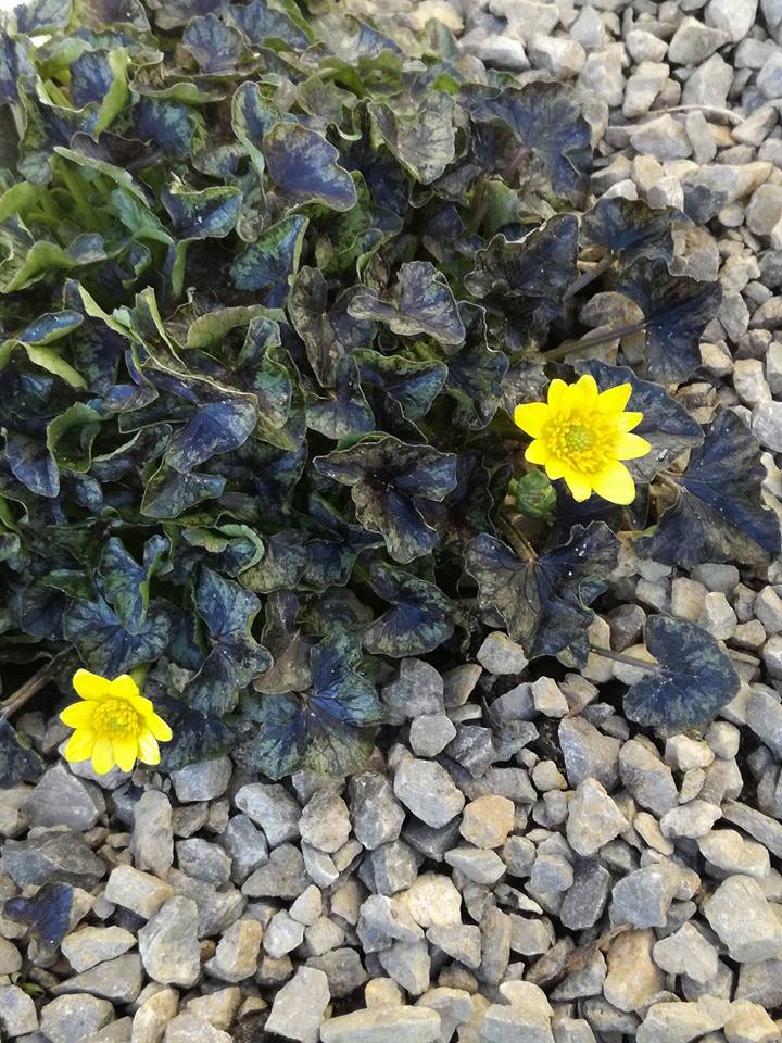 Ziarnopłon 'Brambling' Ranunculus ficaria