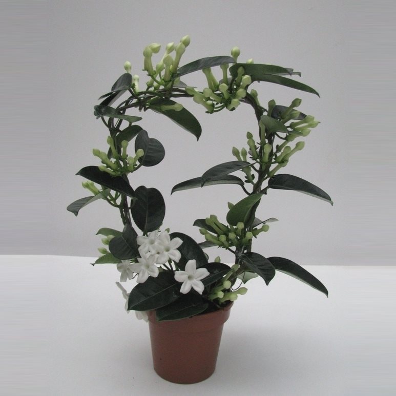 STEFANOTIS STEPHANOTIS pnącze Madagaskaru