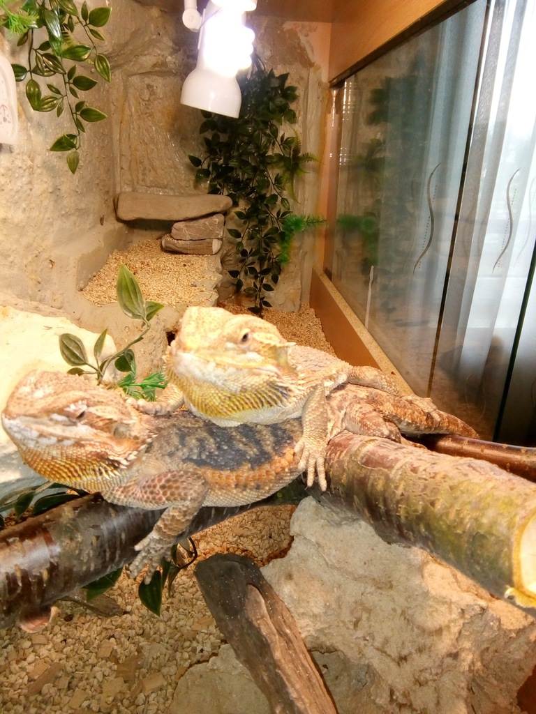 Agama Brodata