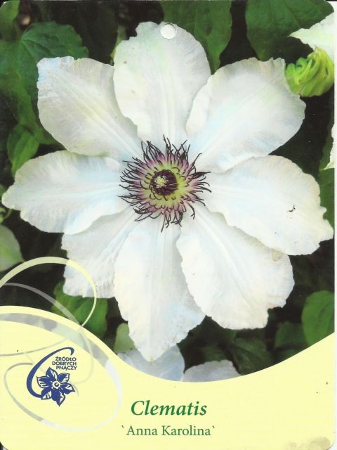 Clematis ANNA KAROLINA Powojnik wielko