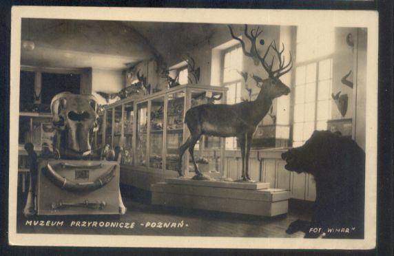 Poznań, Muzeum Przyrodnicze