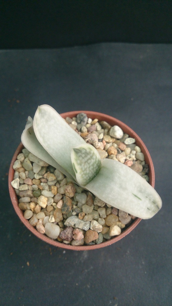 Kaktusy Gasteria bicolor Red-white Lady nr208p