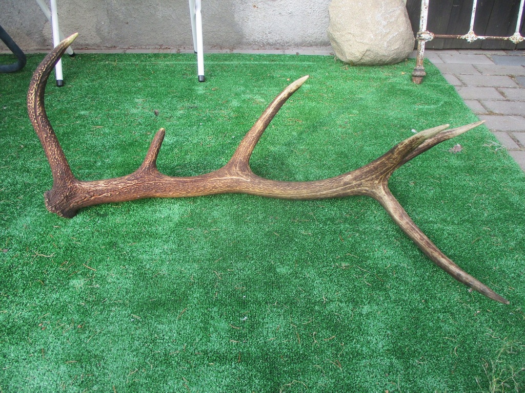 Bardzo duży róg jelenia zrzut 85 cm