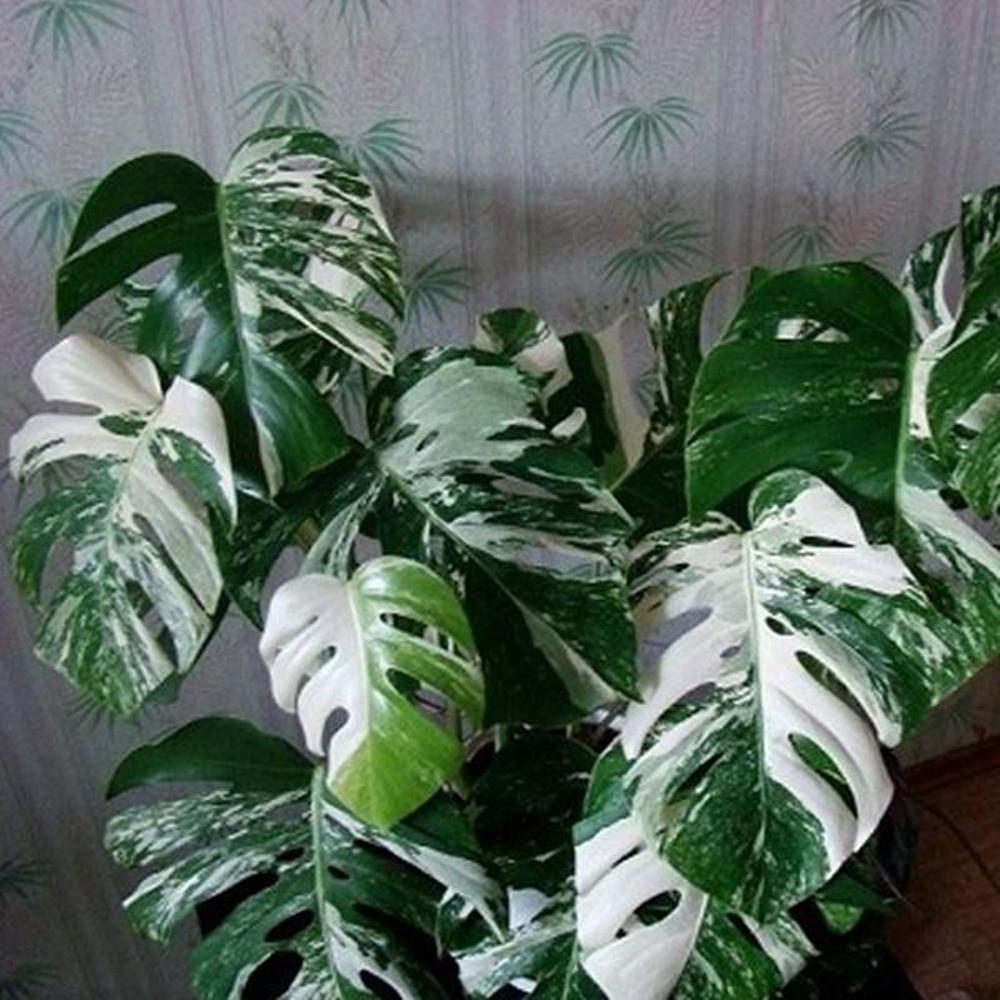 Monstera Variegata Uszkodzone Sadzonki 7235439864 Oficjalne Archiwum Allegro