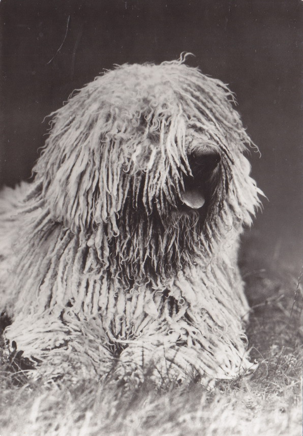 PIES - PSY - NIEMCY - KOMONDOR