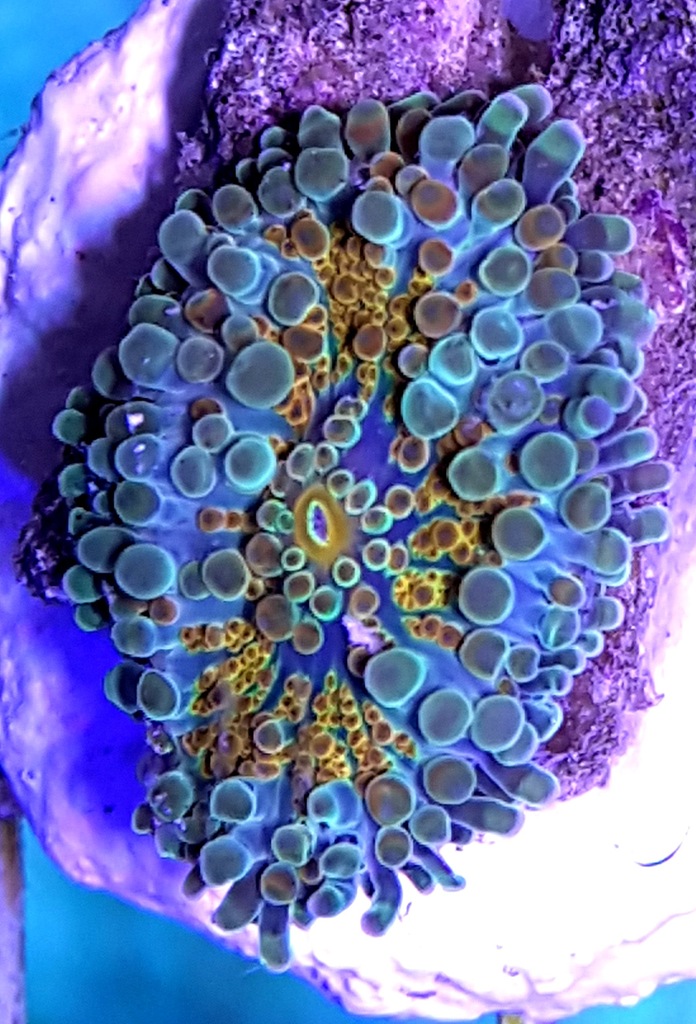 E-zoa RICORDEA akwarium morskie koralowiec