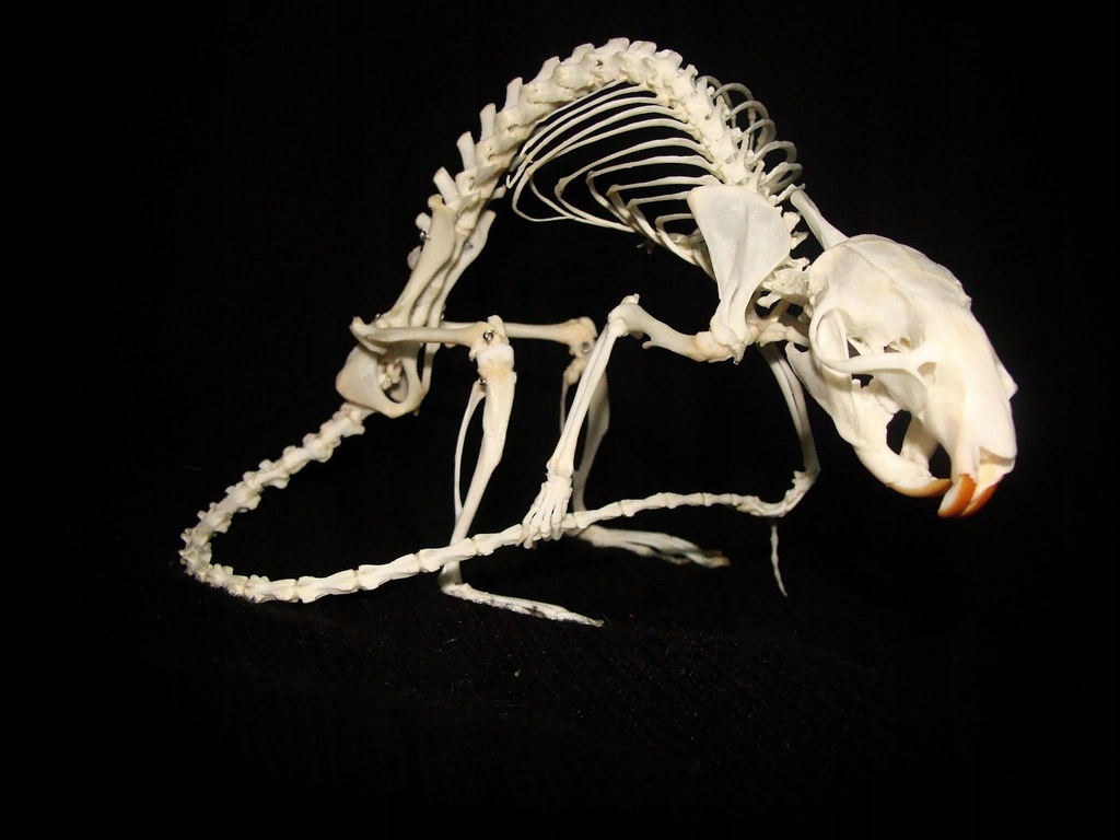 Szkielet Szczur