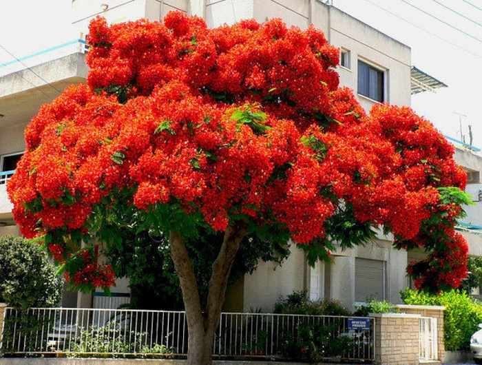 PŁOMIEŃ AFRYKI DELONIX REGIA ŁADNE SADZONKI
