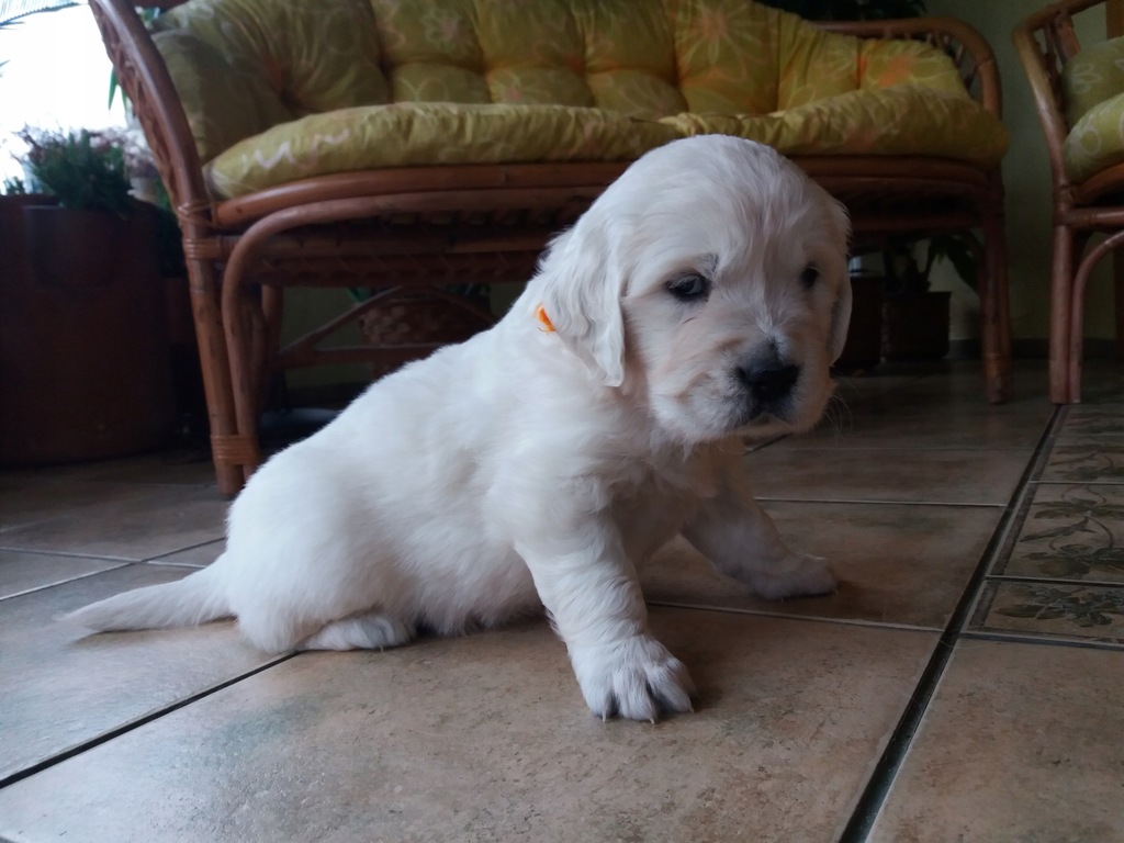 Szczeniak Golden Retriever