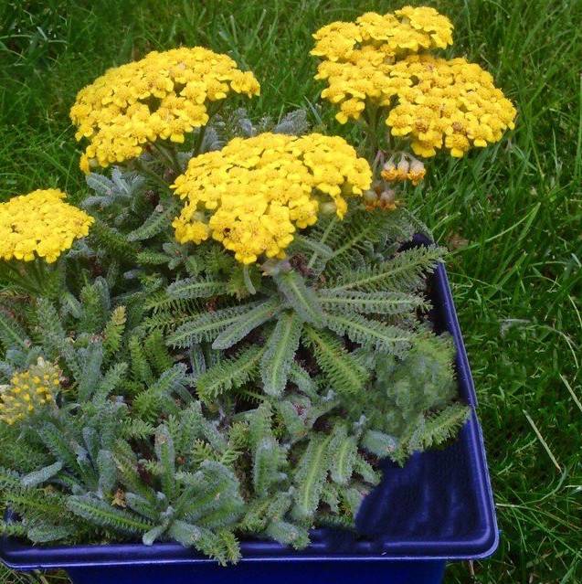 Krwawnik kutnerowaty 'Aurea' NA SKALNIAKI 