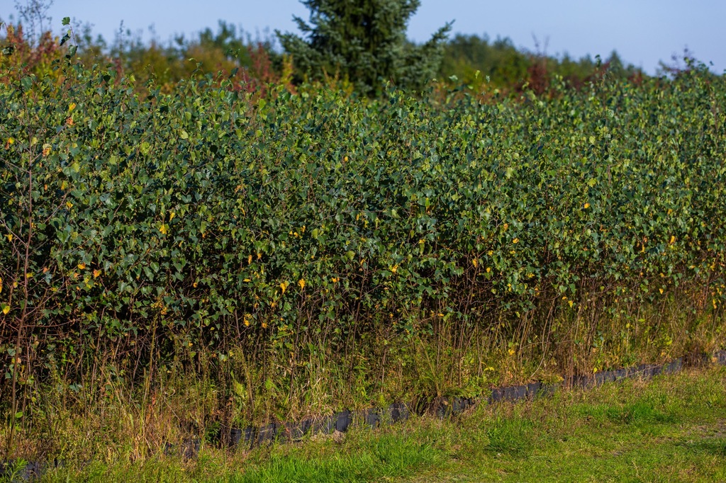 Brzoza brodawkowata (Betula Pendula) 100-140 cm