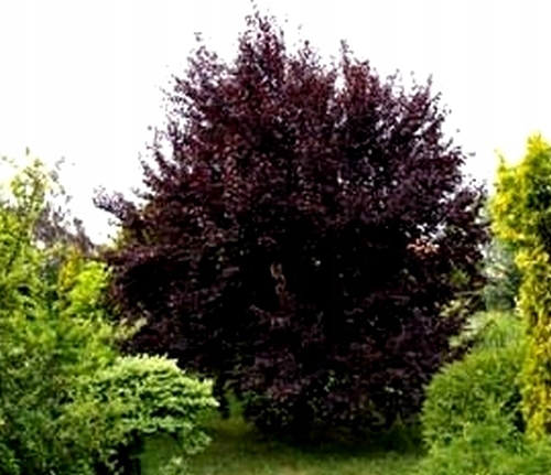 Śliwa wiśniowa Woodii f.krzaczasta C4 150-200cm