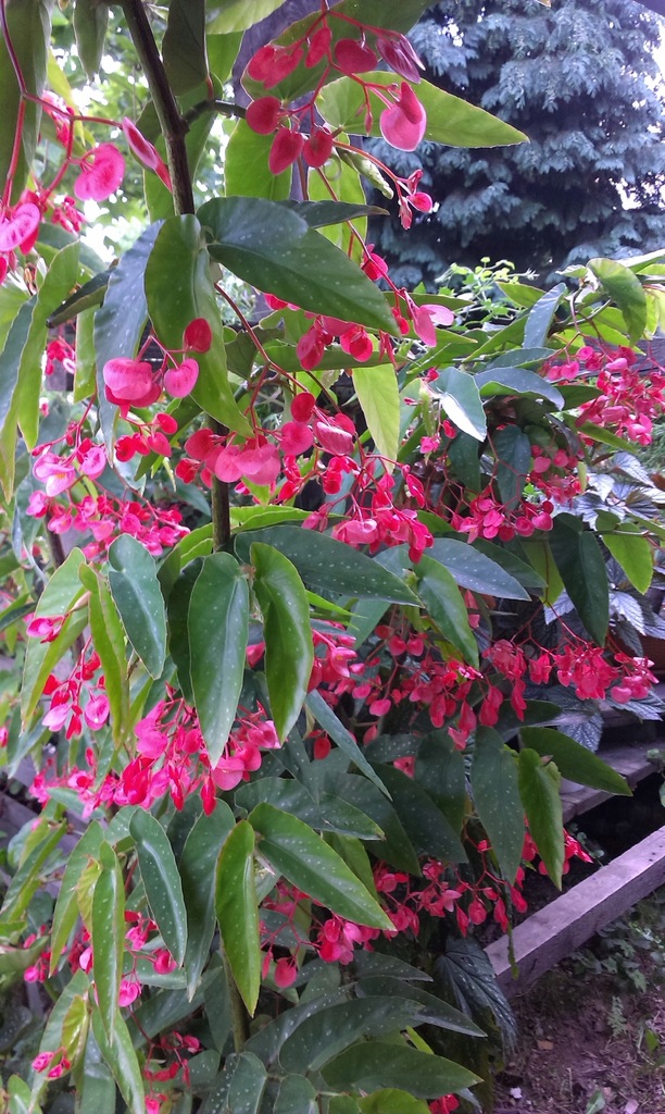 Begonia albo-picta var. rosea