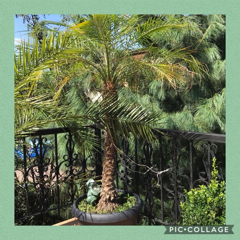 Duża palma na taras 180 - 200 cm