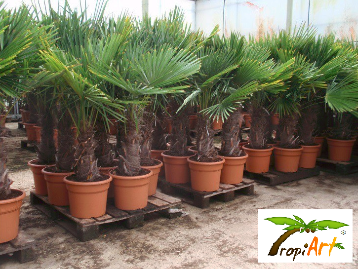 PALMA MROZOODPORNA TRACHYCARPUS FORTUNEI TROPIART