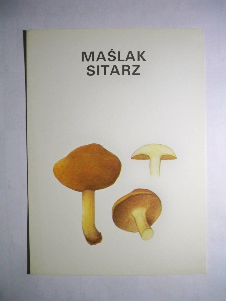 MAŚLAK SITARZ... - grzyb.