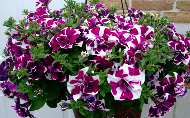 Petunia atkinsiana Tumbelina Damson Ripple POLECAM