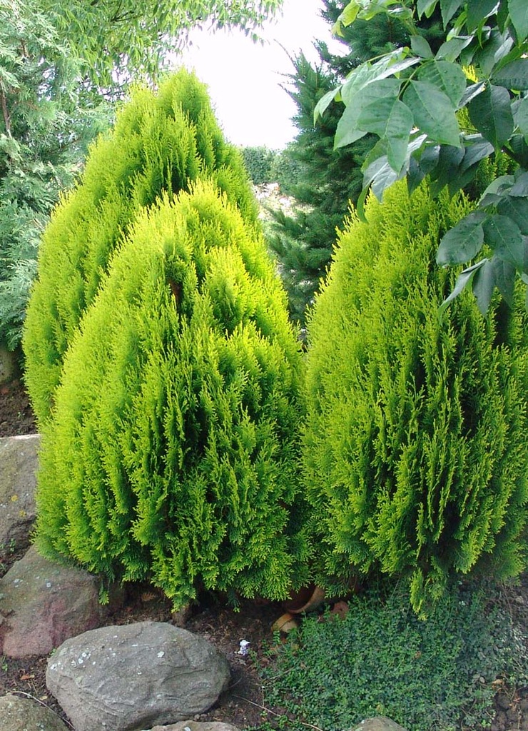 Thuja tuja AUREA NANA książkowa 15-20cm 4,50zł/szt