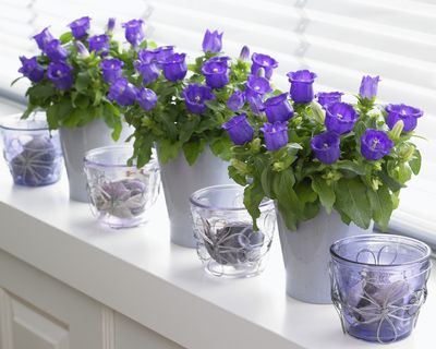 NOWOŚĆ Dzwonek campanula appeal deep blue F1 SADZO