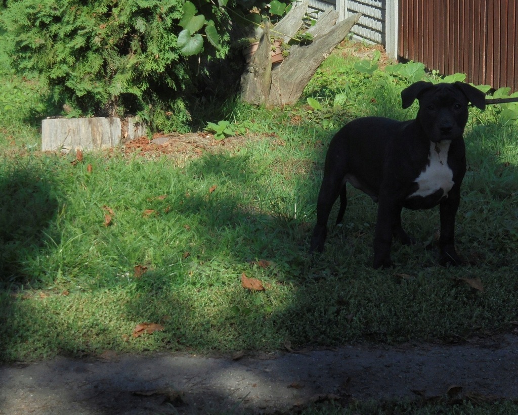 Amstaff Amstaf Amstaffy Amstafy szczenięta pieski