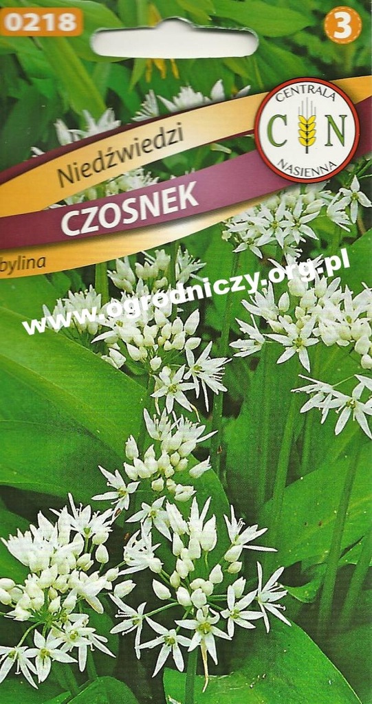 Czosnek Niedźwiedzi bylina sianie jesienią zdrowy