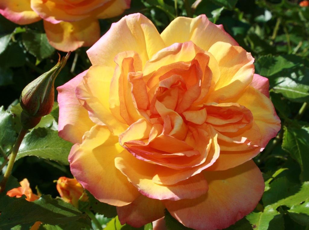 Róża PARKOWA Kordes Rosen WESTERLAND
