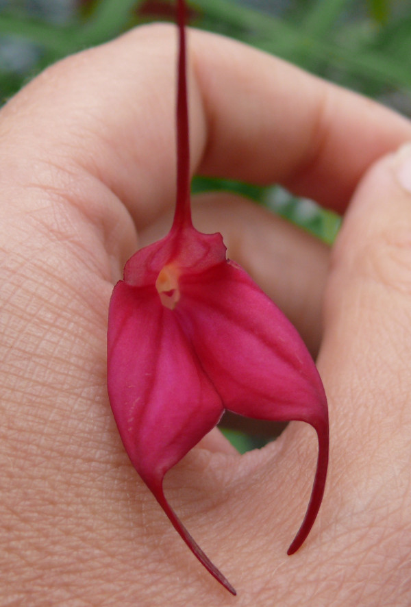 Storczyk, Masdevallia barlaeana