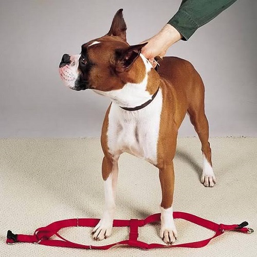 SZELKI średnie psy MOPS Buldog Francuski do 70cm - 7079828857