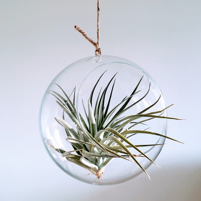 tillandsia pohliana - oplątwa w kuli