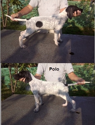 Szczenięta rasy Pointer