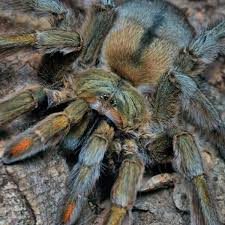 Psalmopoeus cambridgei – ptasznik trynidadzki