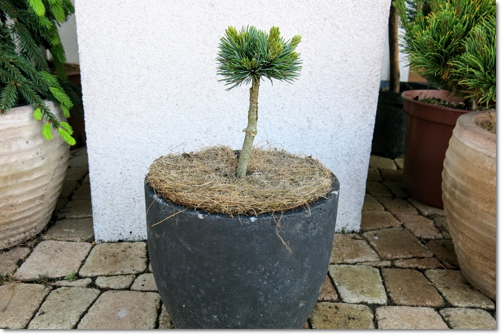 Pinus parviflora 'Koraku'- wspaniały unikat !!!