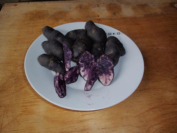 Fioletowe ziemniaki Vitelotte - SADZENIAKI