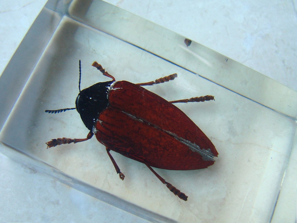 Żuk gigant (Sternocera hildebrandti)