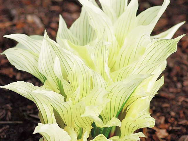 HOSTA FUNKIA biała WHITE FEATHER 1 SZT.