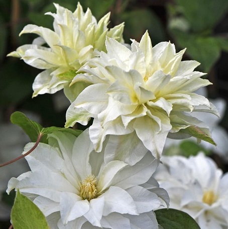 Clematis 'First Love' - Powojnik BIAŁY PÓŁPEŁNY !