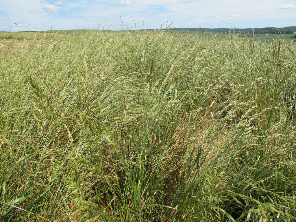 Trawa KOSTRZEWA ŁĄKOWA - 5 kg