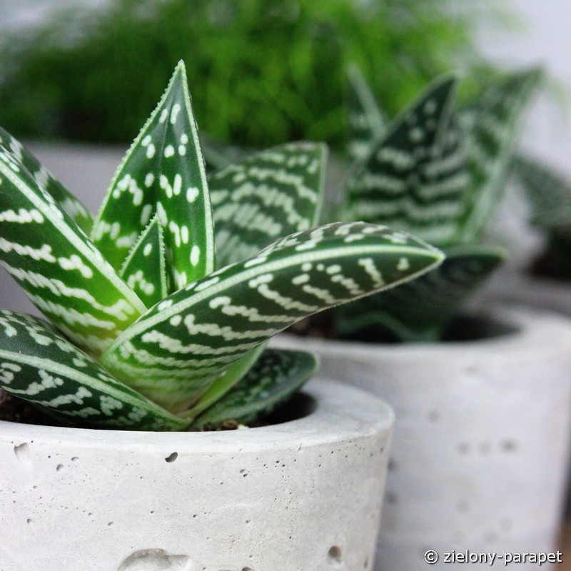 Aloes tygrysi –SUKULENT jak tygrys =NIEWYMAGAJĄCY