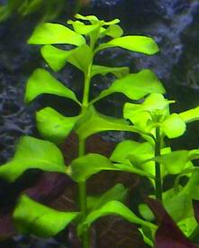 Ludwigia ZIELONA - PALUSTRIS GREEN ładne ŁODYGI