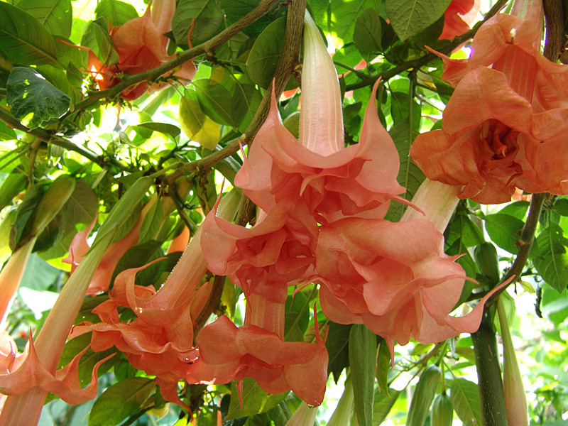 Brugmansia x candida 'SALMON PERFEKTION' DATURA