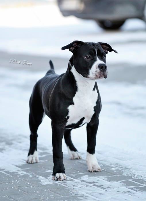Amstaff samiec, American Staffordshire Terrier