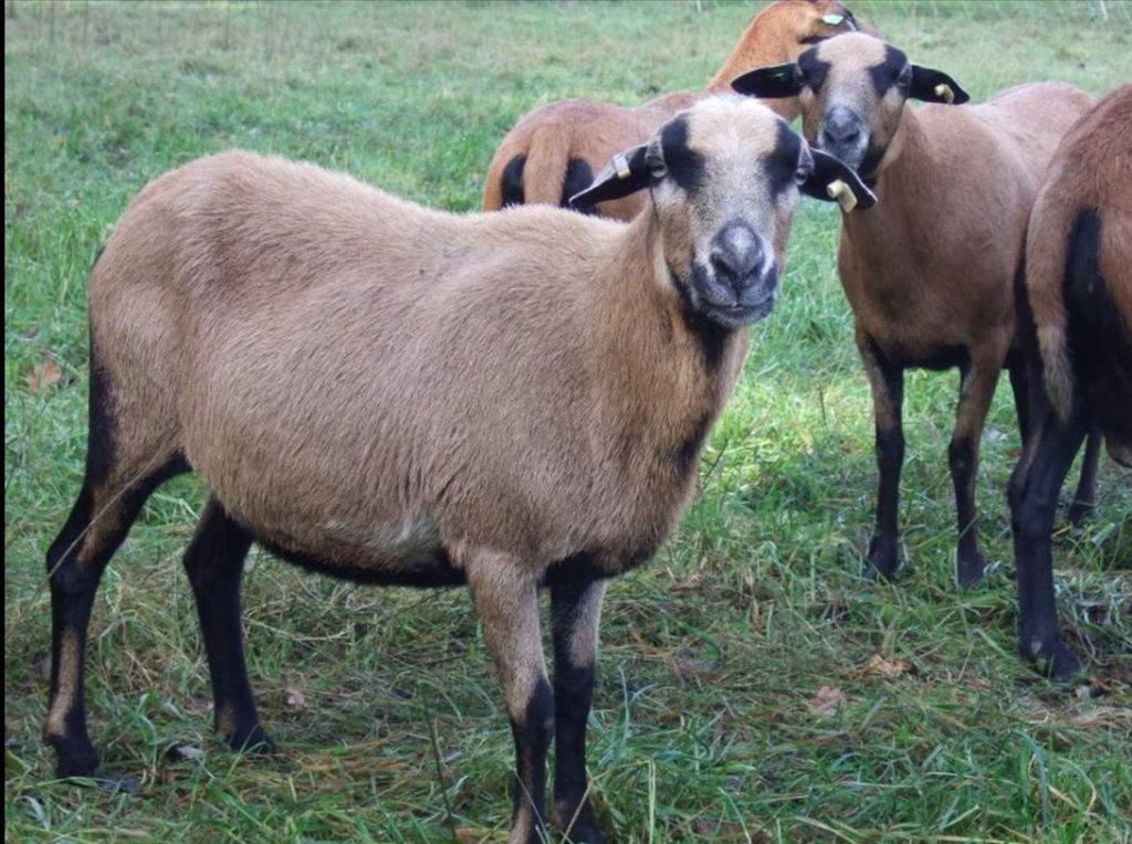 Owce kameruńskie zakocone