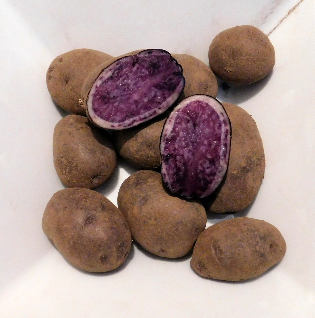fioletowe ziemniaki BLAUWE WILMAN   0,5 kg