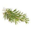 Tea Tree HYDROLAT из чайного дерева 100мл