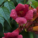 Campsis radicans 'Gabor' - Миллин американский.