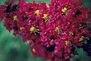 LAGERSTROEMIA INDICA KVITNE 120 DNÍ V ROKU MIX FARIEB - 20 SEMIEN Hmotnosť 0.5 g