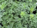 OREGANO – LEBEODKA (ORIGANUM VULGARE) 400 SEMIEN Farba kvetu fialová