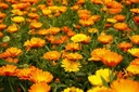 1000 semien NECHTÍKA LEKÁRSKEHO (CALENDULA OFFICINALIS) 50 SEMIEN Farba kvetu oranžová žltá