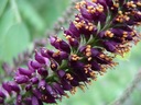 MEDONOSNÁ AMORFA OBYČAJNÁ - KROVITÁ - 100 NÁS Odroda Amorfa zwyczajna – krzewiasta (Amorpha fruticosa)